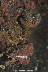 found in Lembeh; D200 by Thomas Lueken 